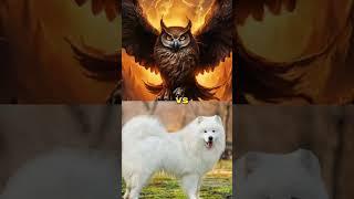 pitbull vs owl ,eagle ,bull dog #shortsvideo