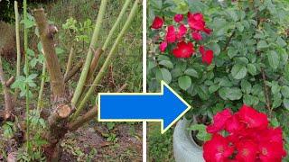 Hard Summer Pruning Roses for Condition