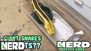 GIANT SNAKES AS PETS? RETICULATED PYTHONS  OR BURMESE PYTHONS