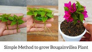 How to grow bougainvillea plant from cuttings easy method