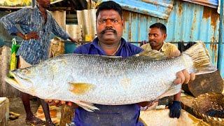 KASIMEDU  SPEED SELVAM | BIG GOLD KODUVA FISH CUTTING VIDEO | IN KASIMEDU | FF CUTTING 