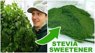 How To Process Stevia Into A Powder Sweetener