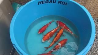 Hegau KoiRaum - OGATA Nisai Koi 1