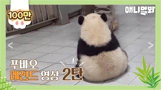 계속 보면 더 귀엽다.. 니가 그래 푸바오 레전드 서사 뚝딱ㅣFull Video of Fu Bao From Baby Panda Era to Present