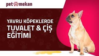 Yavru Köpeklerde Tuvalet Eğitimi: Başarılı Olmanın İpuçları!  #köpek #YavruKöpek #TuvaletEğitimi