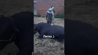 #ферма #subscribe #cute #top #cat #сельскоехозяйство #жизнь #combat #мир #viral #ангус #абердин ..