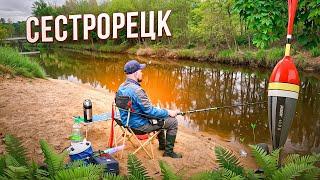 Ловля плотвы на поплавок поздней весной. Рыбалка 2025 в Сестрорецке. Рыбалка на городских реках