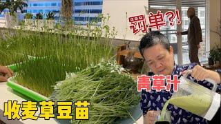 自己种嫩绿麦草 加苹果打汁  豆苗烫火锅 目睹开罚单 高科技监测手段 【Garden Time 田园生活分享】2024 11