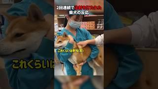 2回連続で注射を打たれた柴犬の反応