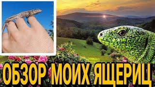 Обзор моих ящериц! Прыткие ящерицы! #ящерица #lizard