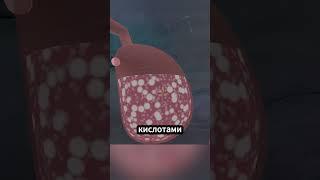 Проглочен кашалотом!