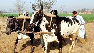 Ploughing work with beautiful bull | Beautiful bull exhibition | Beautiful village bull | Old Punjab