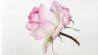 Realistic Rose in Watercolor Painting Tutorial