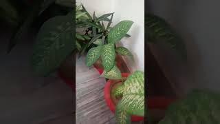 gardening tips 🪴 #garden #gardening #flowers #gamla #bagvan