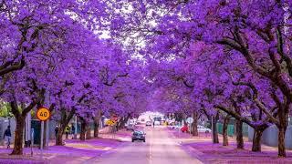 Jacaranda, blue city (HD1080p)