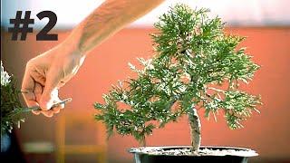  Juniperus Sabina Bonsai (Part 2)