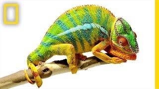 Beautiful Footage: Chameleons Are Amazing | National Geographic