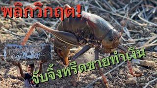 EP.3 จิ้งหรีดระบาดถือโอกาสจับจิ้งหรีดขายทำเงิน  ส่งขายในอเมริกา #mormon #crickets #idaho