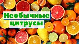 Необычные цитрусы: Бергамот/Померанец/Рука будды/Помело/Икорный лайм/Кумкват | Как это сделано