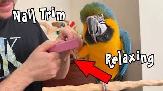 Relaxing Nail Trim for Blue and Gold Macaw