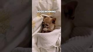 Most cutest little Chihuahua in the world #dog #cute #puppy