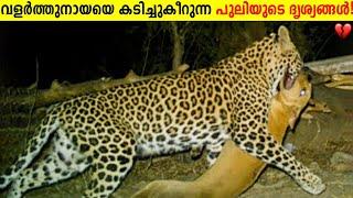 വളർത്തു നായയും പുലിയും ഏറ്റുമുട്ടിയപ്പോൾ! Dog Vs Wild Animals Caught On Camera | Storify