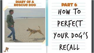 How to perfect your dog's recall - Diary of a rescue dog pt 6 (Vlog)