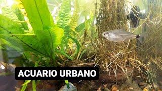 Peceras, peces y plantas  ACUARIO URBANO, sub canal de PESCA URBANA