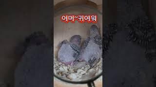 잉꼬새 자연부화''14일째 #새 #잉꼬 #부화 #자연부화 #여행 #경남투어 #마산가볼만한곳 #6시내고향 #반려동물 #둥지 #창원가볼만한곳 #창원여행