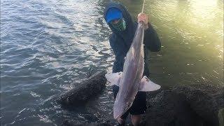 Shark Fishing on ABANDONED bridge! (Humboldt County, California)