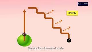 Animation 20.1 Photochemical reactions (light reactions)