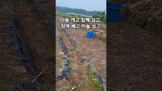 마늘 감자 수확 후, 참깨 들깨를 심어요.