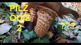 Pilze Quiz Folge 2