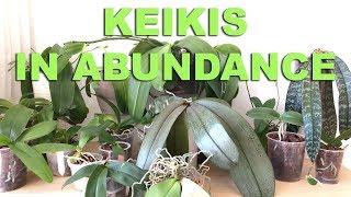 Phalaenopsis Keiki Collection (20+ Species and Hybrids) and Know-How