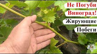 Как НЕ ПОГУБИТЬ Куст ВИНОГРАДА, Когда ОН ЖИРУЕТ / Что ДЕЛАТЬ с ЖИРУЮЩИМИ Побегами?