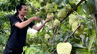 Living in the forest for 2 years, picking giant soursops to sell , Vang Hoa