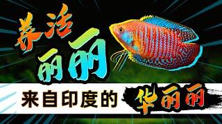 麗麗魚物美价廉，颜色媲美海水鱼的小型淡水鱼，丽丽鱼，非常好养，互动性还强，强烈推荐新手饲养