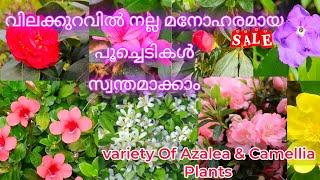 ഇതാ.. പുത്തൻ പൂച്ചെടികളുടെ കളക്ഷൻസ് plants for sale #evergreen_media_vlog