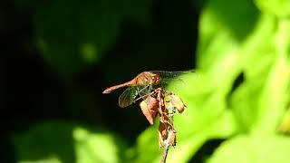 Ruddy Darter dragonfly at Rainham Marshes