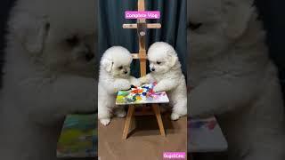 fluffy dogs  #youtubeshorts #puppy #pets #funny #dogs #shorts