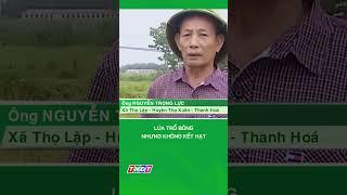 Lúa trổ bông nhưng không kết hạt, nông dân mất trắng #shorts