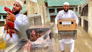 Hmara Aseel Farm Men Mianwali Ke Top Quality Birds Agye 