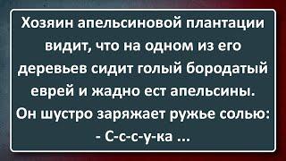 Еврей и Хозяин Апельсиновой Плантации! Сборник Анекдотов Синего Предела №190