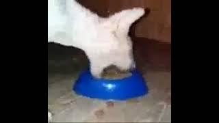 nom nom munch munch 27 seconds bad quality #cats #shorts #funny