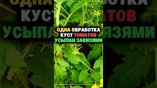 Одна обработка куст томатов усыпан завязями #дача #секреты #огород #сад #урожай #томаты #помидоры
