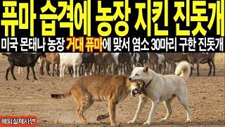 [해외감동사연] 한국 진돗개, 미국 농장에서 거대 퓨마와 싸워 염소 30마리 지켜내자 시골 마을 난리난 상황ㅣ외국사연 ㅣ감동사연 ㅣ해외반응 ㅣ사연 ㅣ