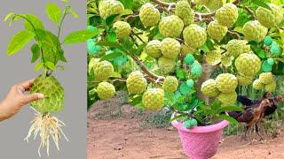 How To Propagate Sweetsop trees Many Fruits With Egg And Aloe Vera, how to growing sweetsop trees