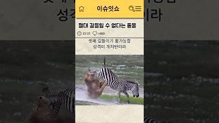 얼룩말 기병대가 없는 이유