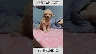 저희 어무니께서는....#빵을#좋아하셔유#점박이되기전#봄이#이쁘게봐주세여#좋아요와구독#꾹눌러주세요