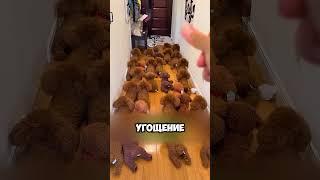 Хозяин Потерял Свою Собаку Среди Игрушек 